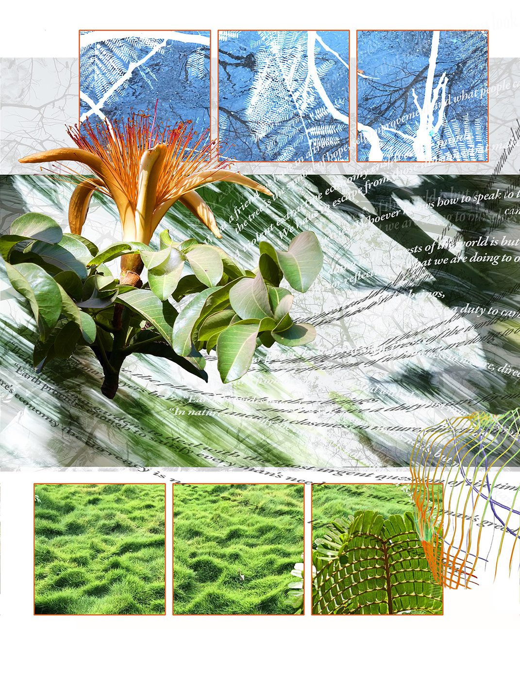 Lalbagh Treestory- Speaking to Vandana